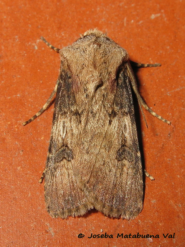 Agrotis da id - Agrotis puta, Noctuidae